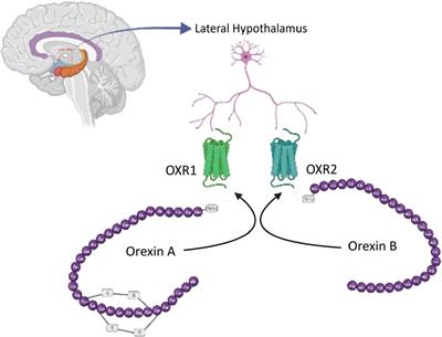 Orexins in apoptosis: a dual regulatory role